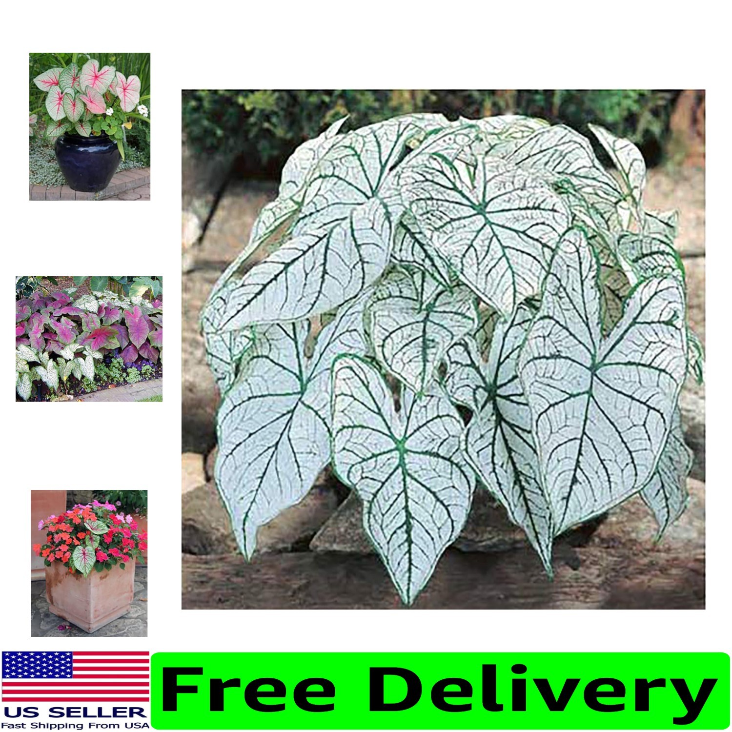 Elegant Dwarf Candidum Jr. Caladium Bulbs for Gardens & Pots – Low Maintenance