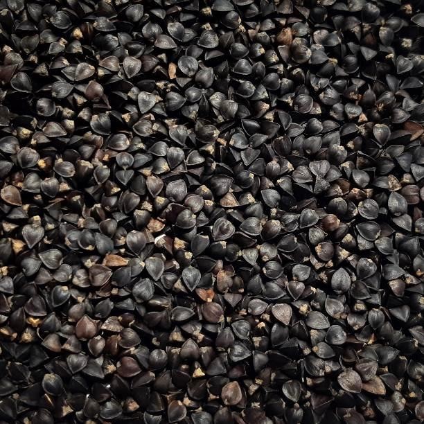 Buckwheat Seed Excellent for Food Plots Deer Turkey Fast Cover Fresh Pick Size