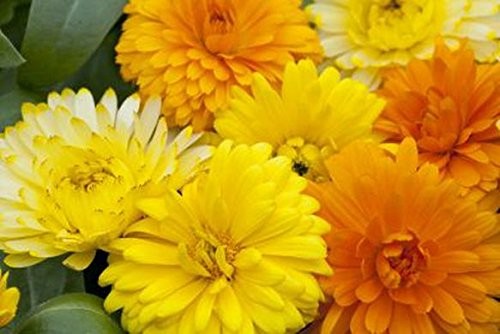 Non GMO Bulk Calendula Seeds- Fancy Mix. 26,000 Seeds. Calendula officinalis …