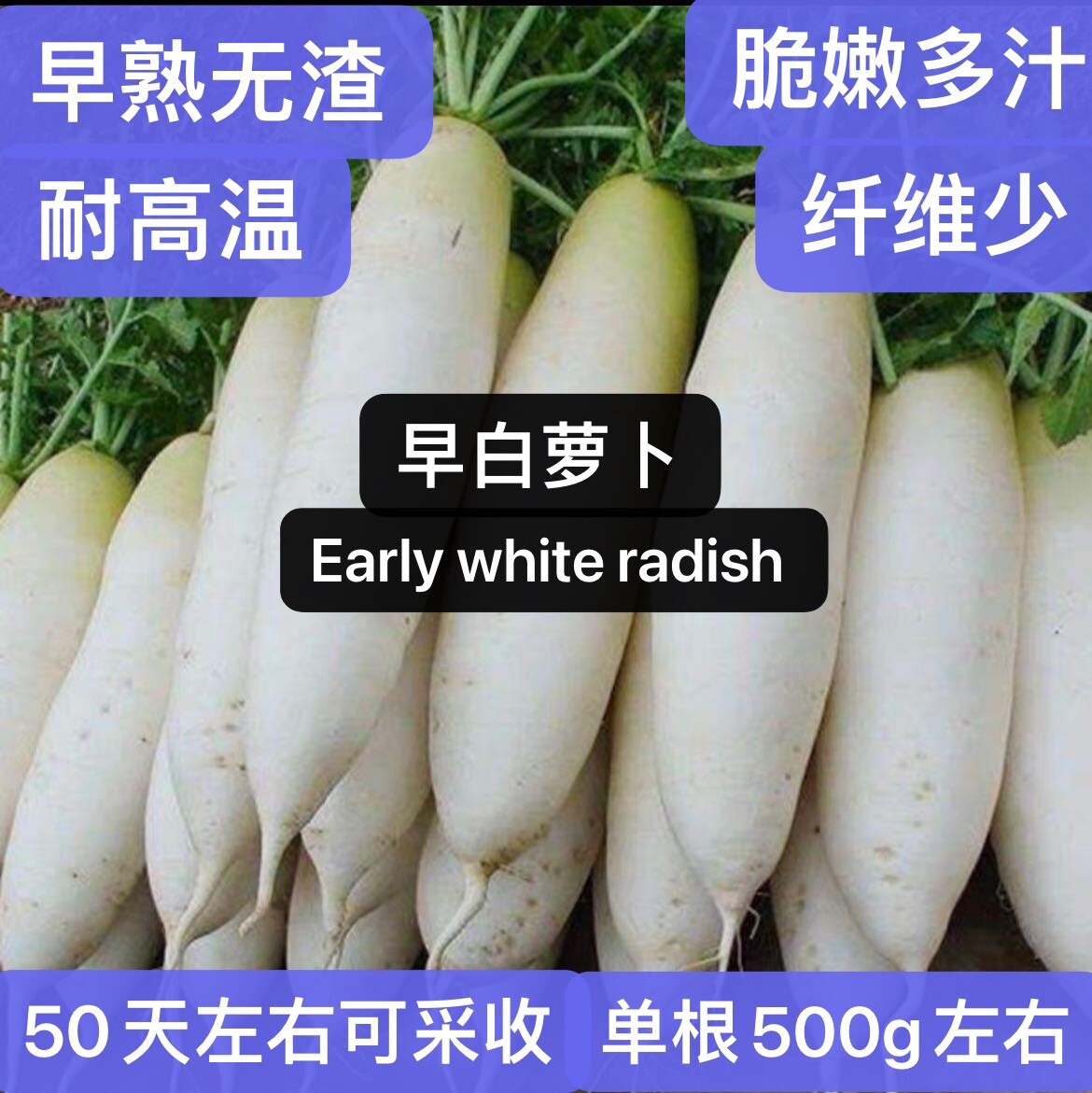 300+Daikon Radish Japanese Minowase Chinese White radish seeds 300多粒早熟白萝卜种子 2023