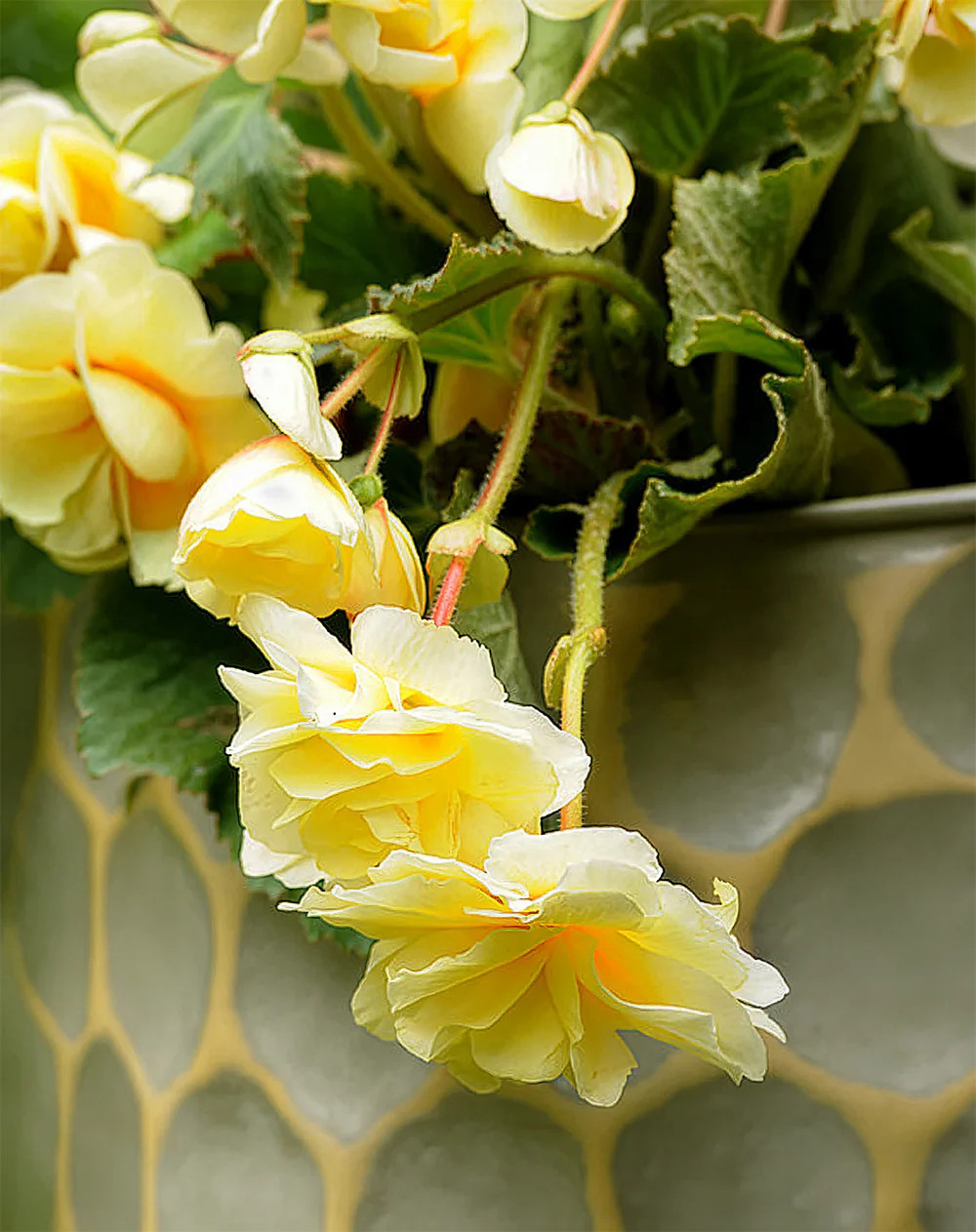Yellow Fragrant Hanging Basket Begonia – 3 tubers