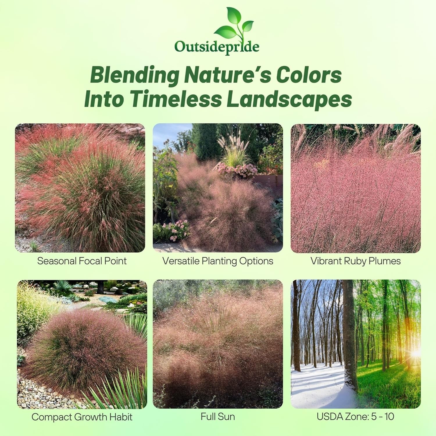 100 Seeds Drought Tolerant Muhlenbergia Ruby Muhly Ornamental Grass Plant Seeds