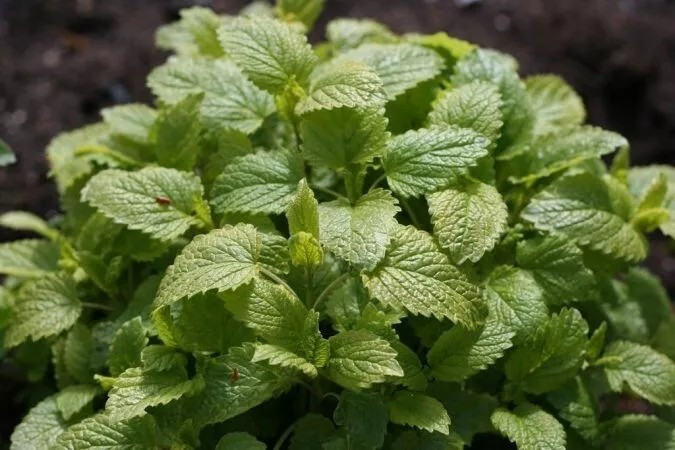 100+ Lemon Balm Herb Seeds – Mint – – Melissa Odorata – Medicinal – FRESH