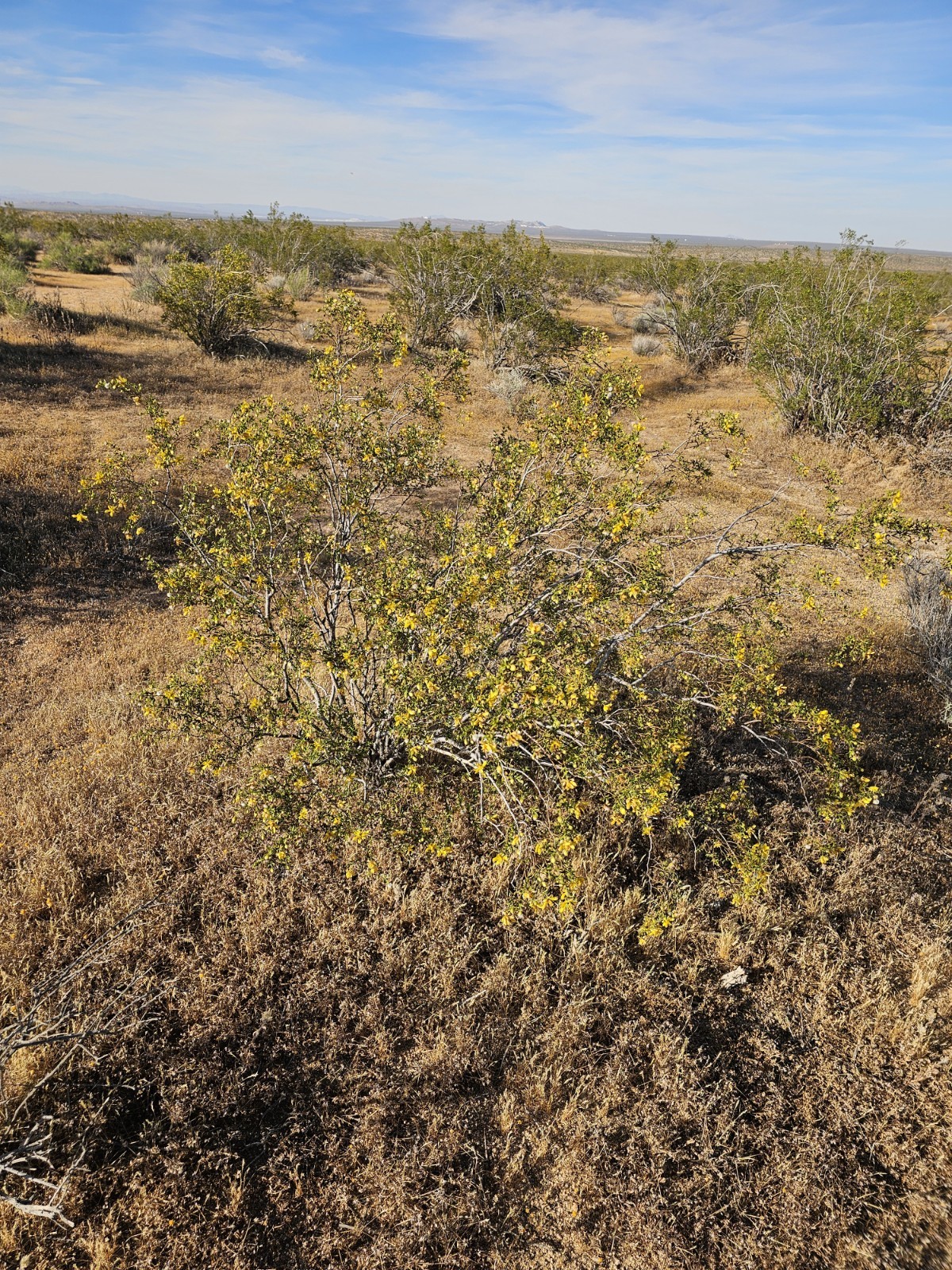 100 Creosote Bush Seeds (Larrea tridentata) [Cold Hardy 5-10F] – CA Native