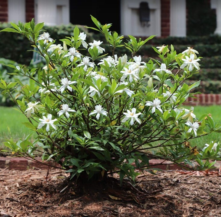 Dwarf Radicans Gardenia 3 Gal Flowering Gardenia jasminoides Radicans for Garden