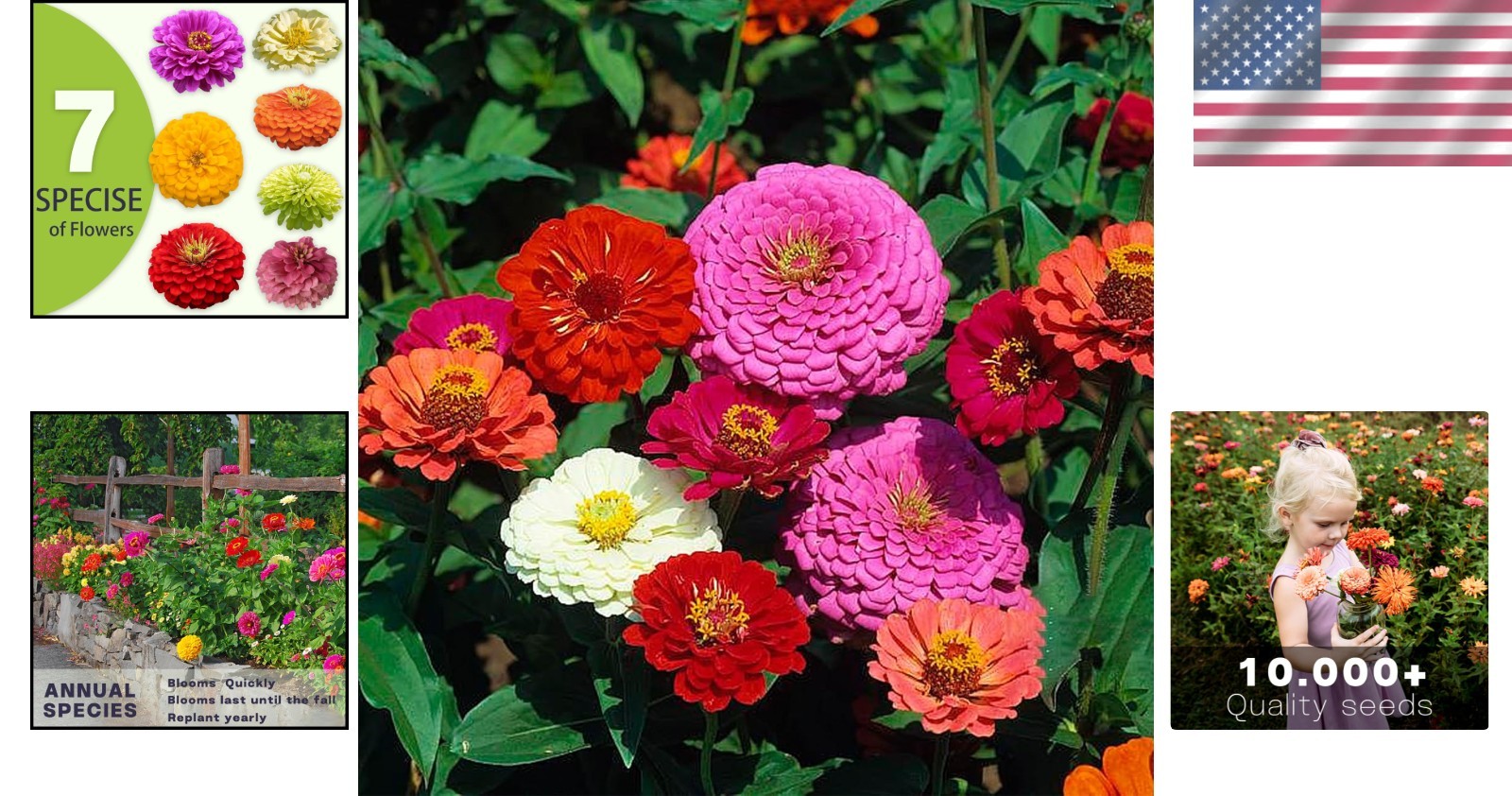 Zinnia Seeds Bulk 10,000+ | Mixed Colors | High Germination