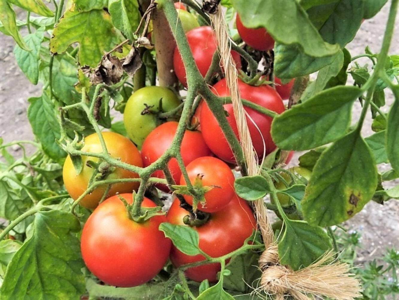 80 Sub ARCTIC PLENTY TOMATO Solanum Lycopersicum Red Determinate Heirloom Seeds