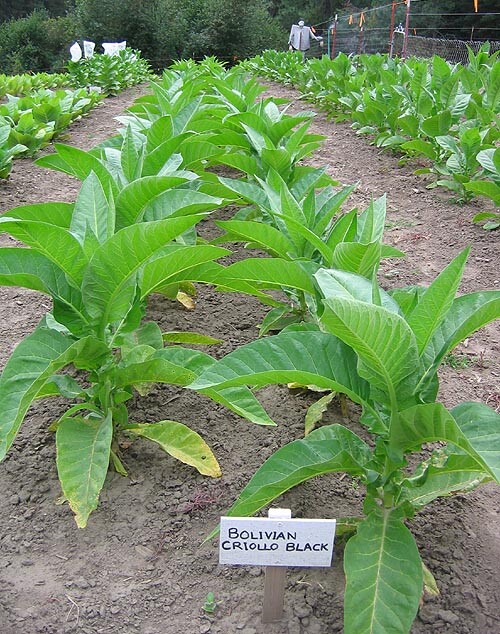 1000 Bolivian Criollo Black Tobacco Seeds ~ Heirloom Dark ~ Heavy Producer