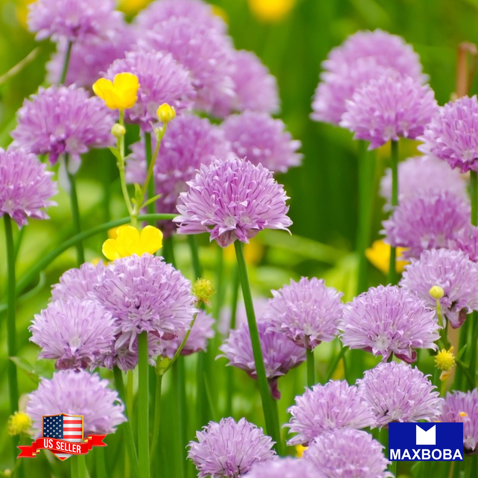 200 Chives Seeds (Organic) – Non-GMO Garden