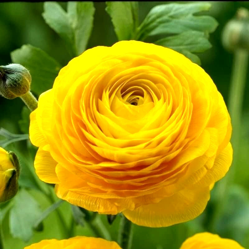 Ranunculus 20 Yellow Quality Bulbs Corms Peony Rose Buttercup Wedding Flowers