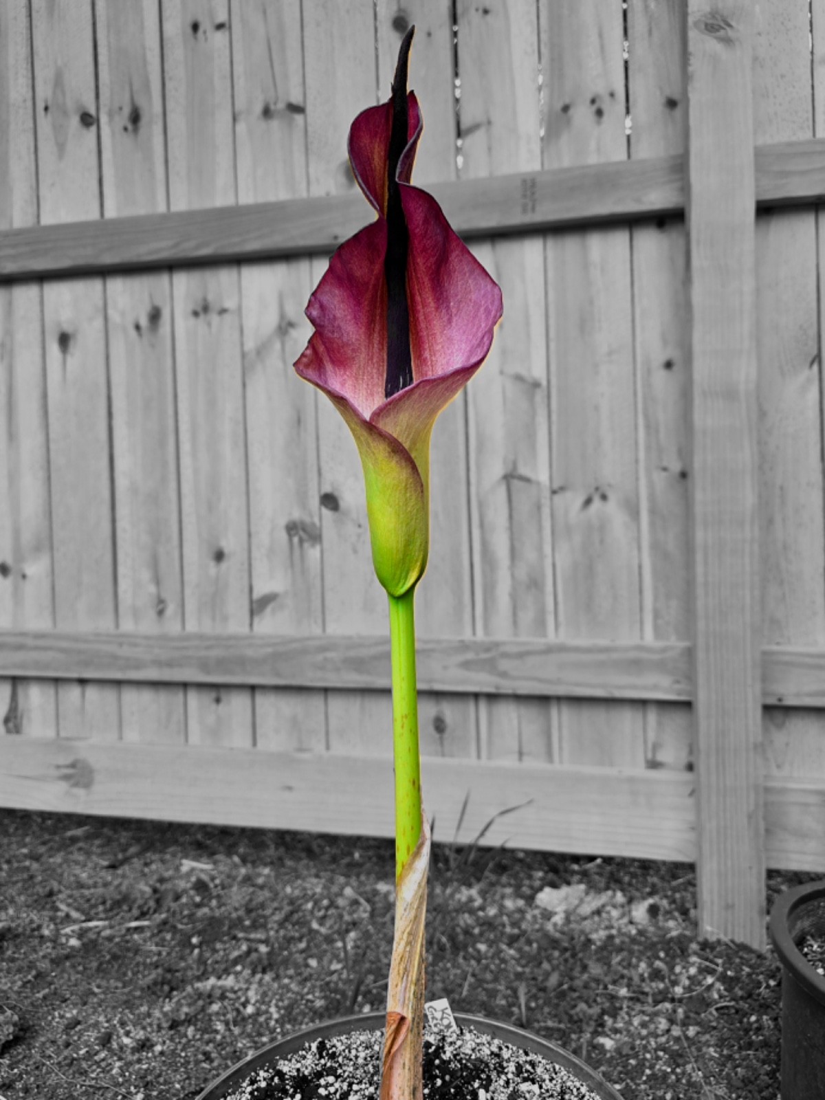 Amorphophallus konbus Green Genes hybrid voodoo rare aroid exotic plant gorgeous