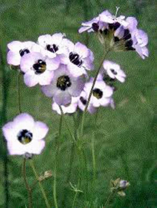 BIRD’S EYE GILIA TRICOLOR 1000 SEEDS BEAUTIFUL DELICATE LAVENDER BLOOMS