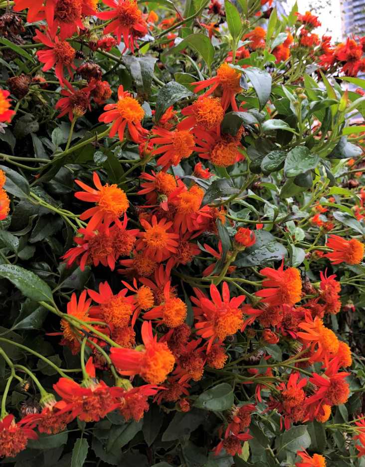 Set 2 Mexican Flame Vine Plant – 3-6″ Tall – Fast-Growing Tropical Climbing Vine