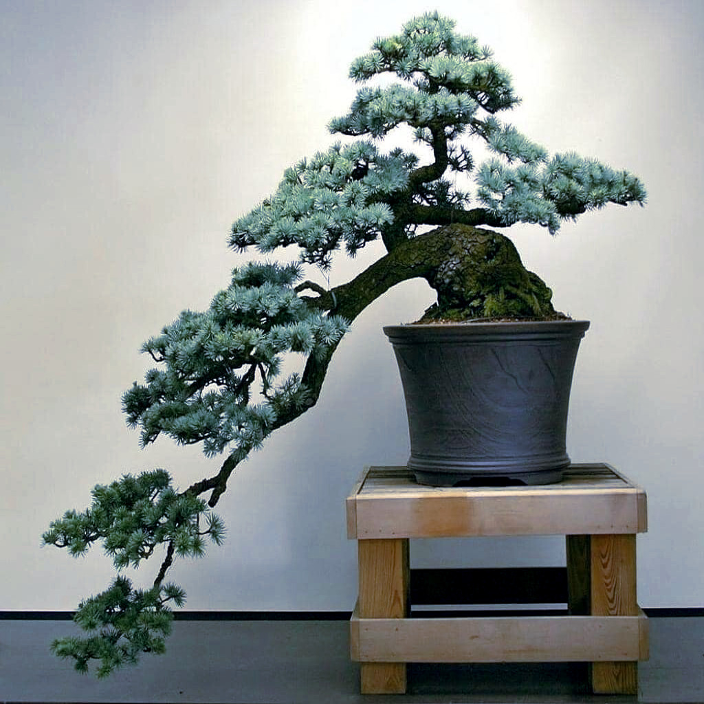 COLORADO BLUE SPRUCE TREE SEEDS (Picea pungens) “Glauca” Cold Hardy Bonsai Plant