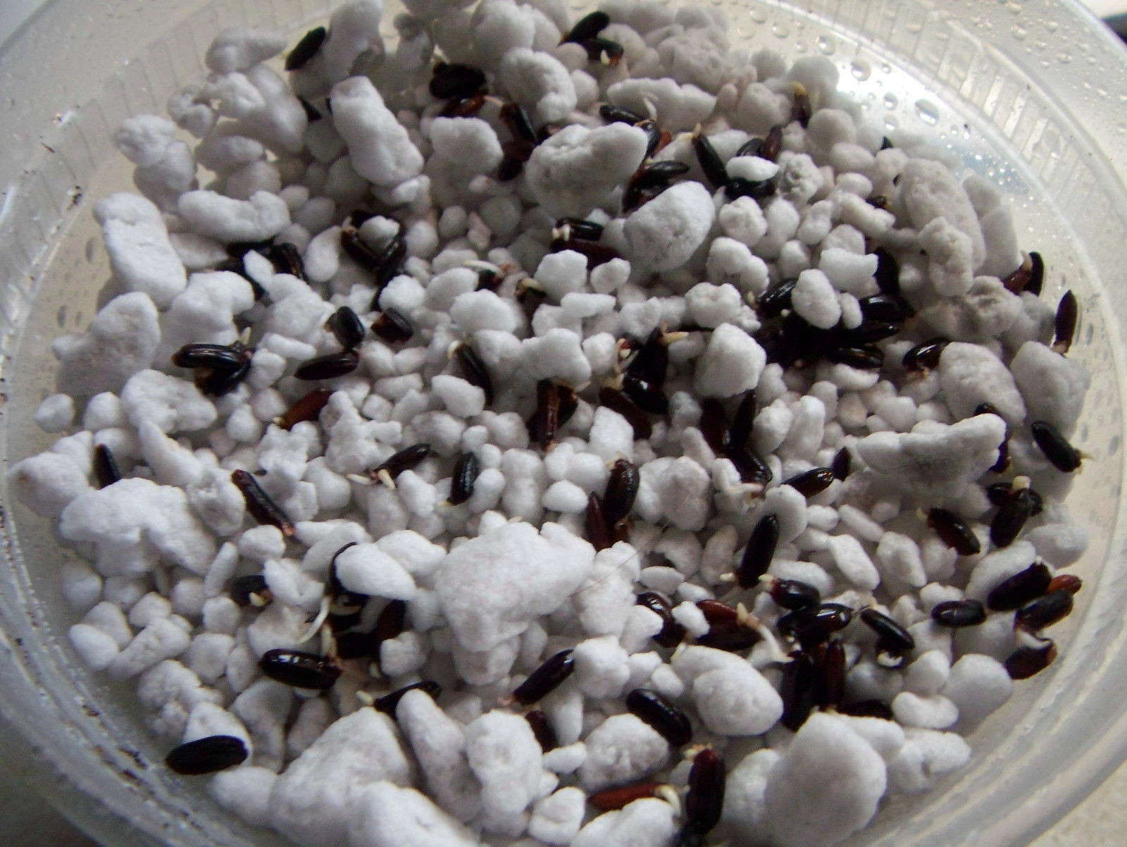 Black, Red rice seeds Forbidden nutty flavor easy to grow organic plants viable!