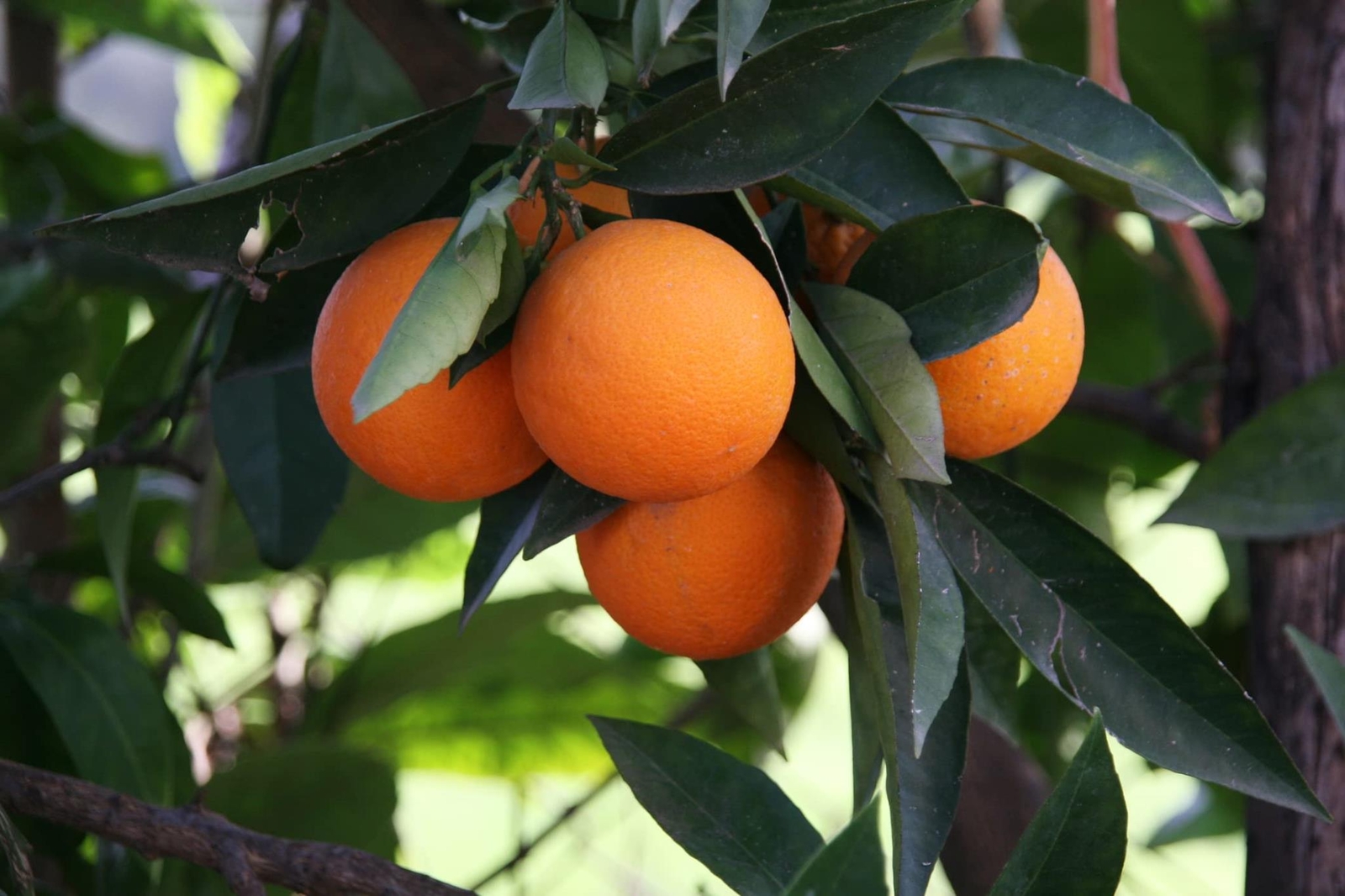 10 Hardy Orange Bonsai Tree Seeds – Cold Tolerant Citrus Seeds -High Germination