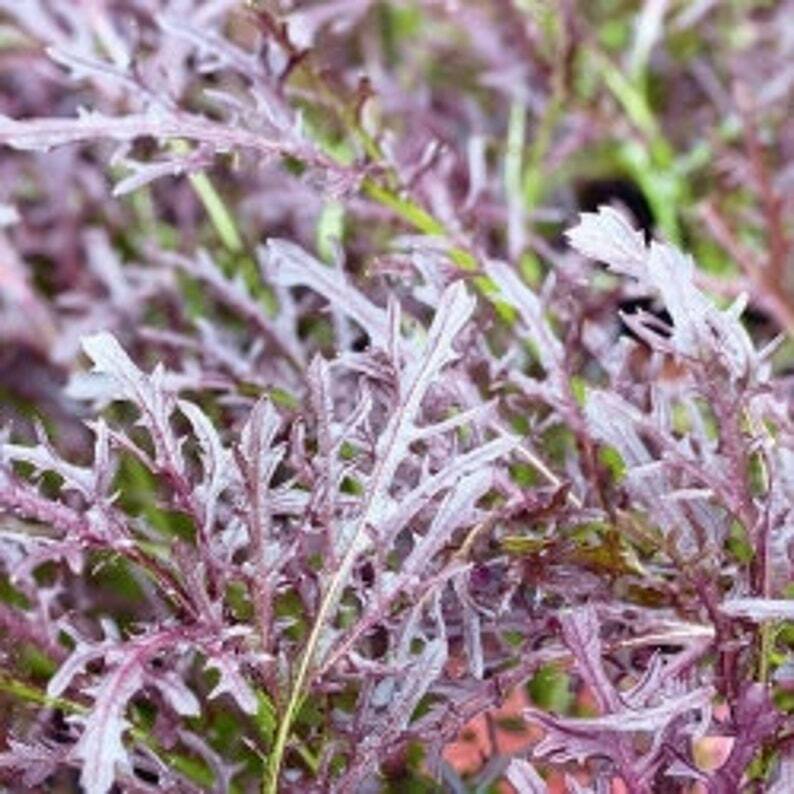 10,000+ MIZUNA Red Streak Japanese Mustard greens garden/microgreen seeds