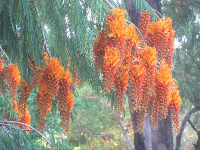 Colvillea Racemosa Tree 8 Seeds, Rich Orange Colville’s Glory Madagascar