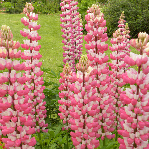 Chatelaine Lupine Seeds | 20 – 200 Seeds | Non-GMO | Free Ship | Seed Store 1256
