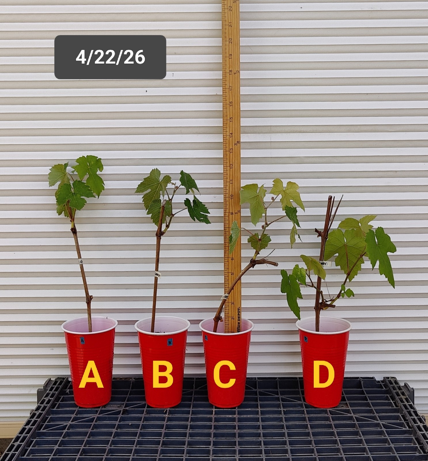 1 (One) Live “COTTON CANDY” GRAPE PLANT ROOTED about 7-18″ tall.