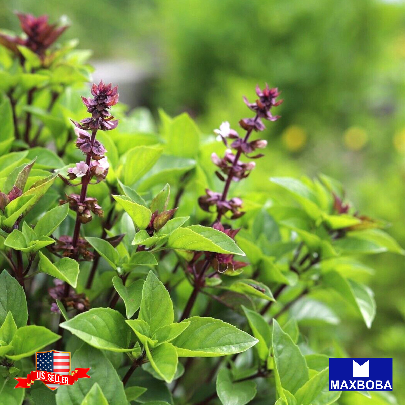 Basil Seeds Licorice Heirloom Non-GMO