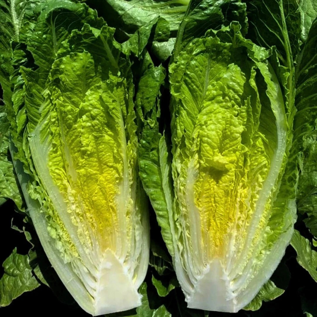 1000+ Giant Caesar Lettuce Seeds — Romaine ——— Heirloom