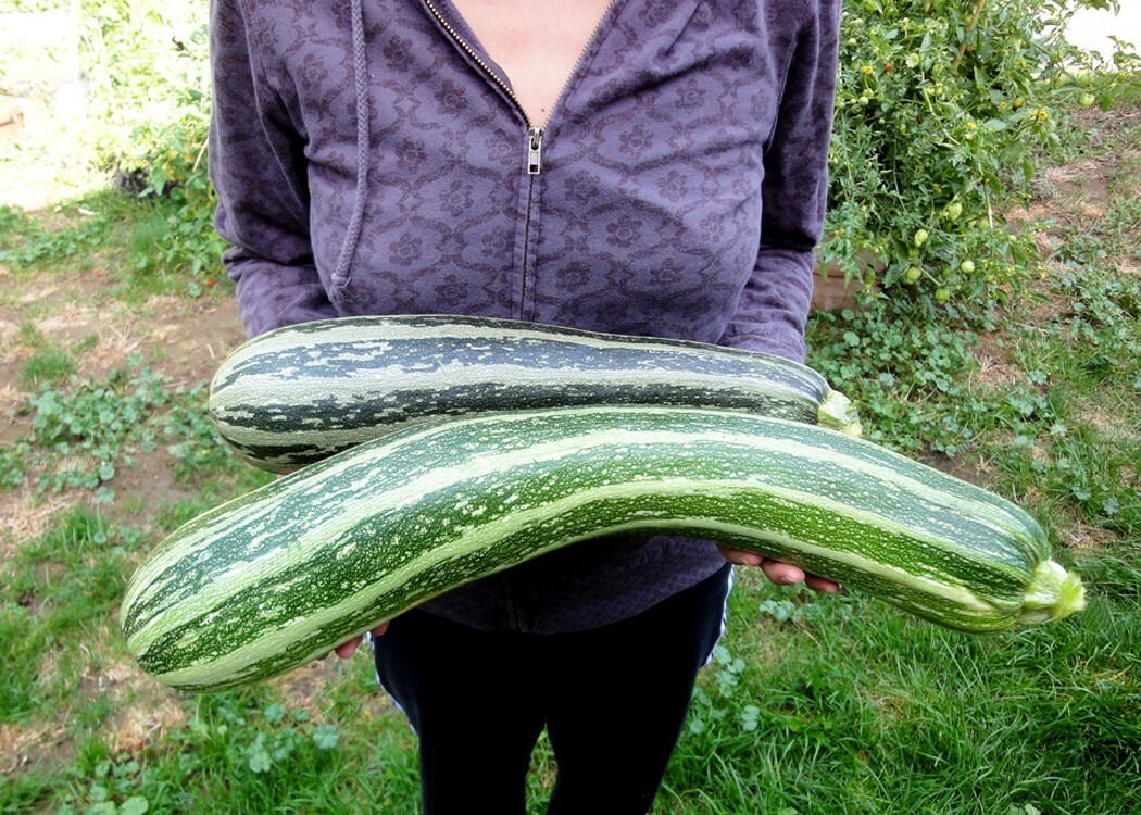 Broccoli, Waltham 29 100 – 125 NON – HYBRID NON – GMO Seeds Heirloom