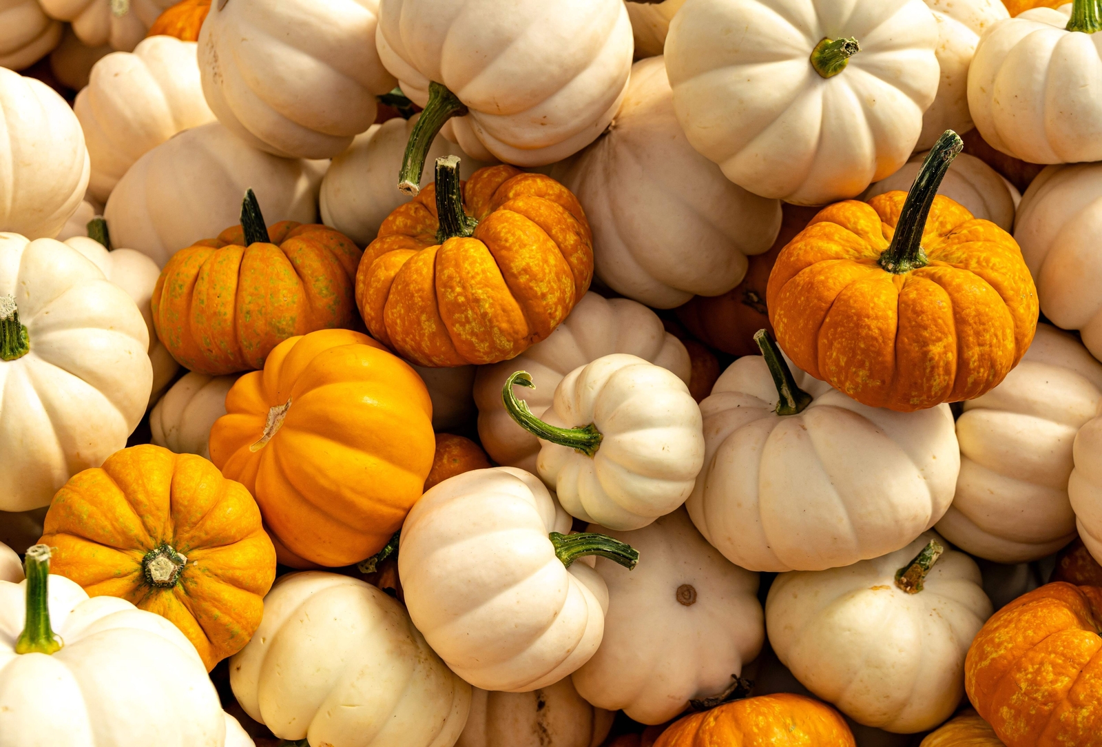 20 MINI MIX PUMPKIN Miniature Cucurbita Pepo White Green Orange Stripe Veg Seeds