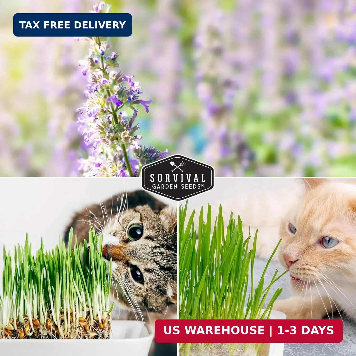 Cat Grass and Catnip Seeds Collection – 3 Packet Non-GMO Heirloom Planting Bundl