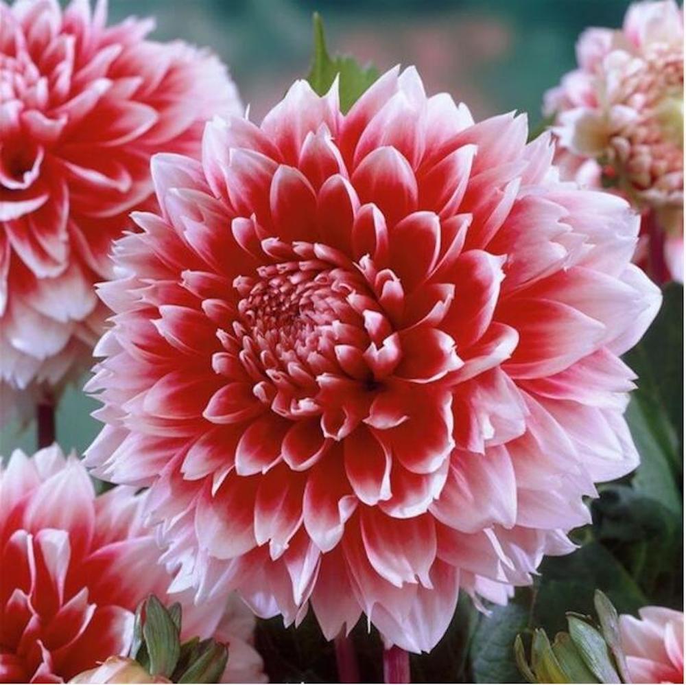 20 SEEDS DAHLIA blossom flowering bud rare bloom exotic garden plant 18 colors