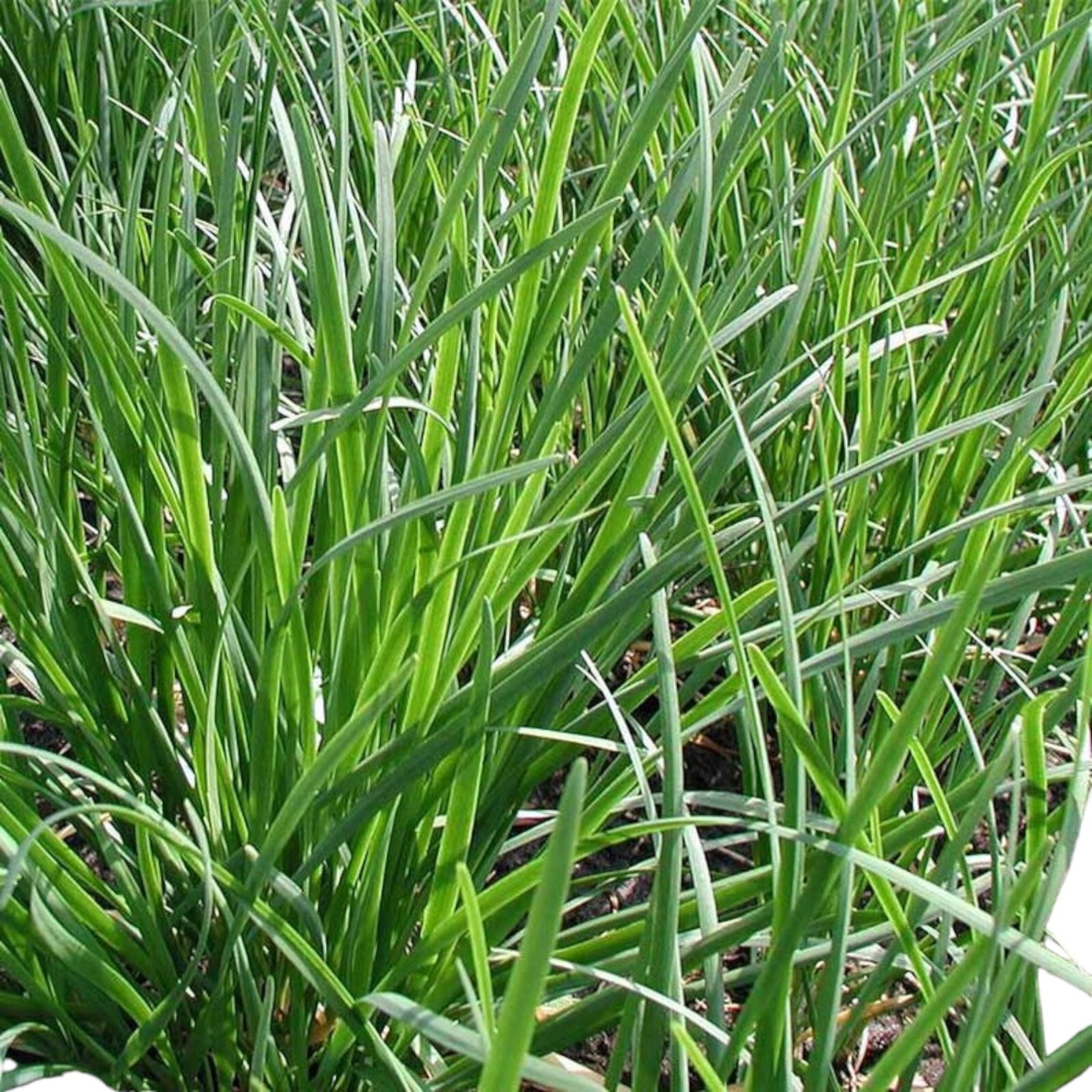 500 Garlic Chive Seeds for Planting – Heirloom, Non-GMO Chinese Chives