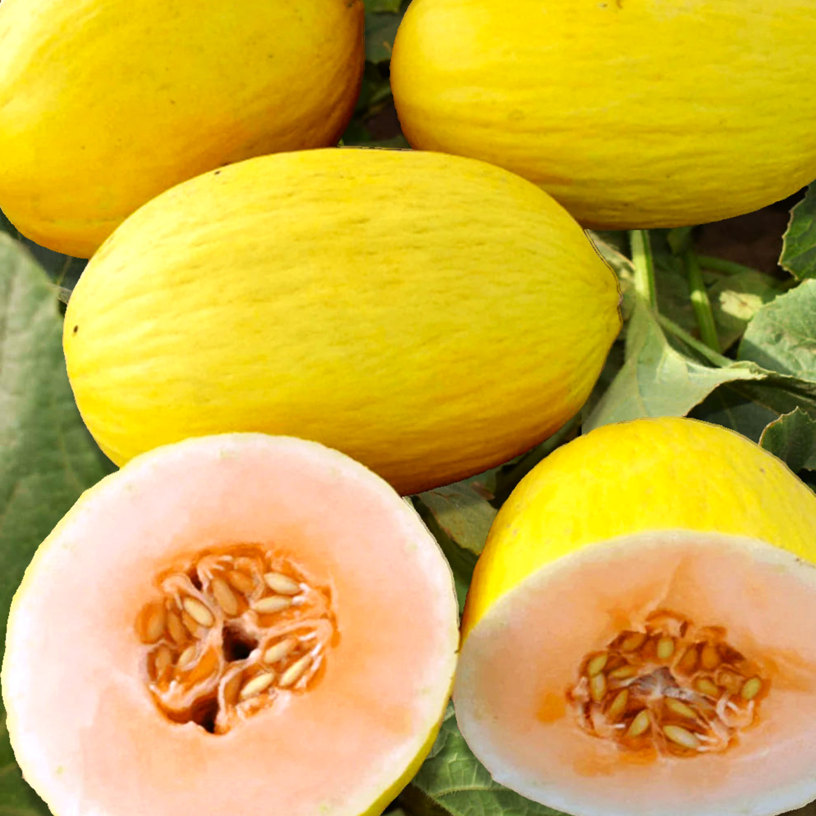Crenshaw Melon Seeds | Sweet Orange Casaba Cantaloupe Papaya Fruit Seeds 2025