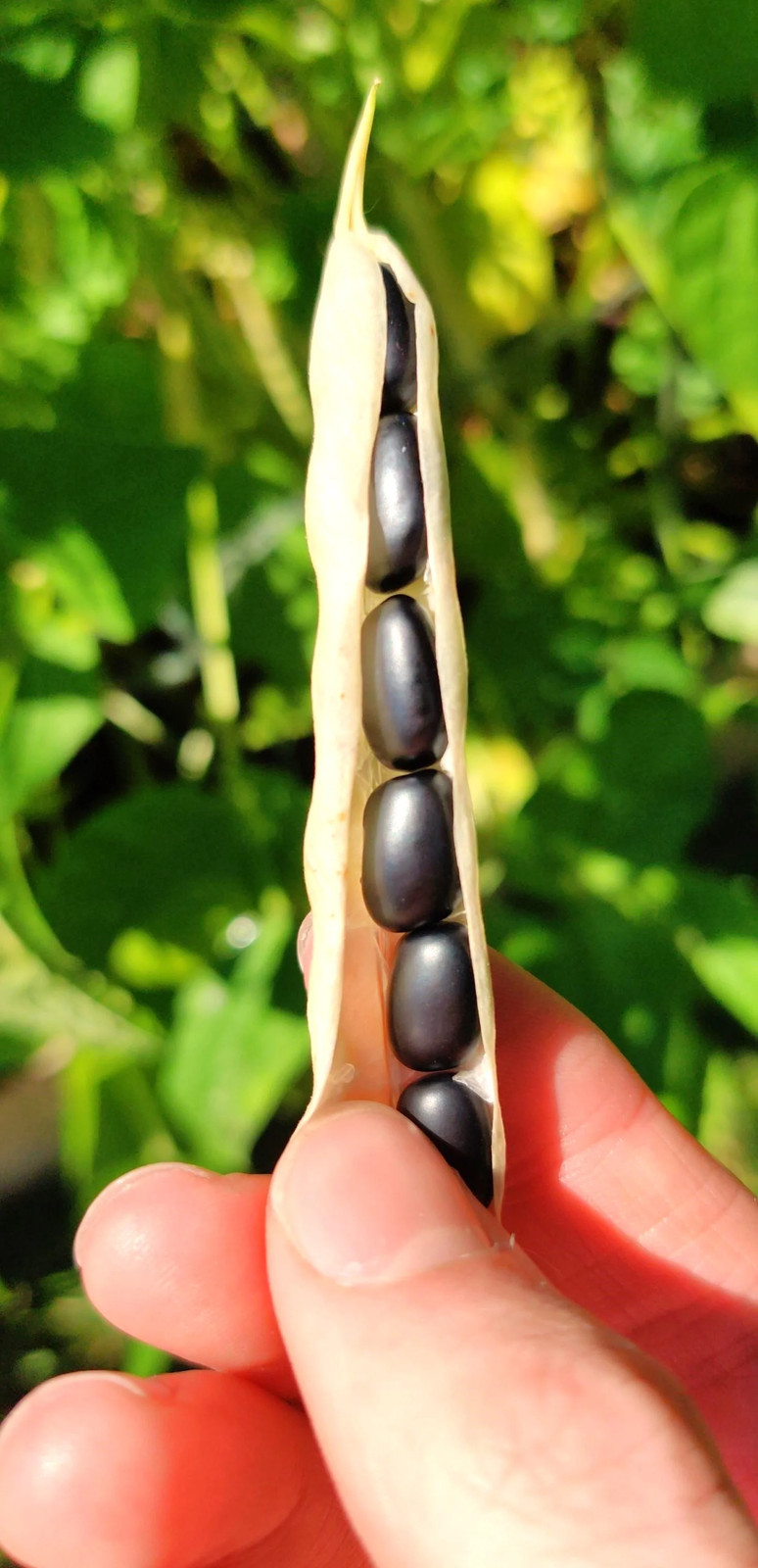 Black Bean Seeds | For Planting Mexican Frijoles Beans Black Turtle Seed 2025