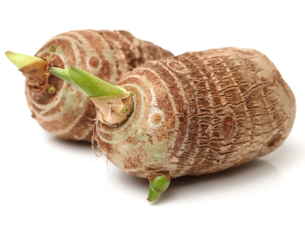 LIVE Colocasia Esculenta Elephant Ear Taro Gabi Kalo Eddo Bulbs READY to GROW
