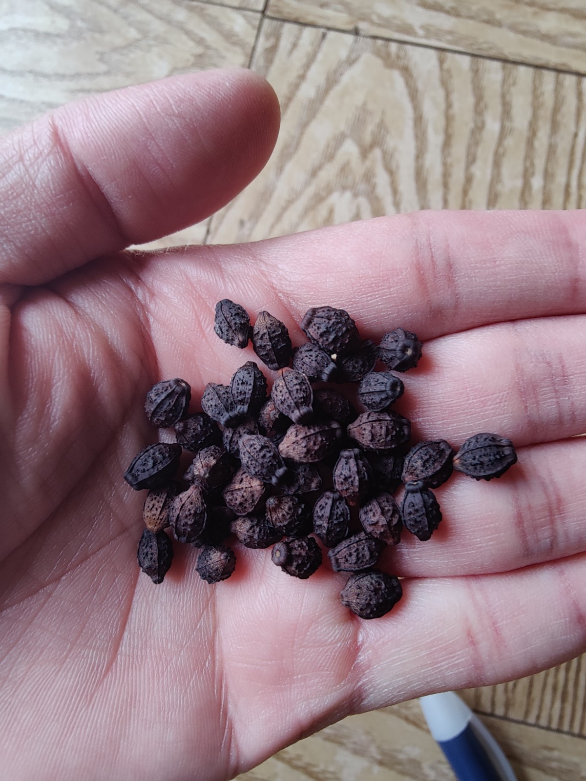 40 Four O’ Clock Flower Seeds ‘Marvel of Peru’ | Perennial Mirabilis jalapa