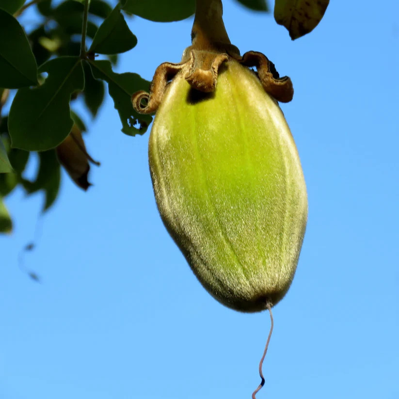 5 Baobab Seeds Adansonia digitata “Tree of Life” Rare Monkey Bread Bonsai Plant