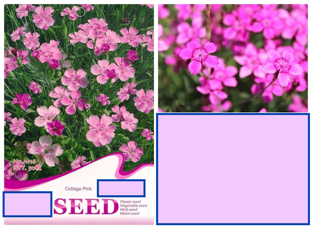 25pc CARNATION SEEDS Garden Plant Flower rare exotic USA seller FREE shipping
