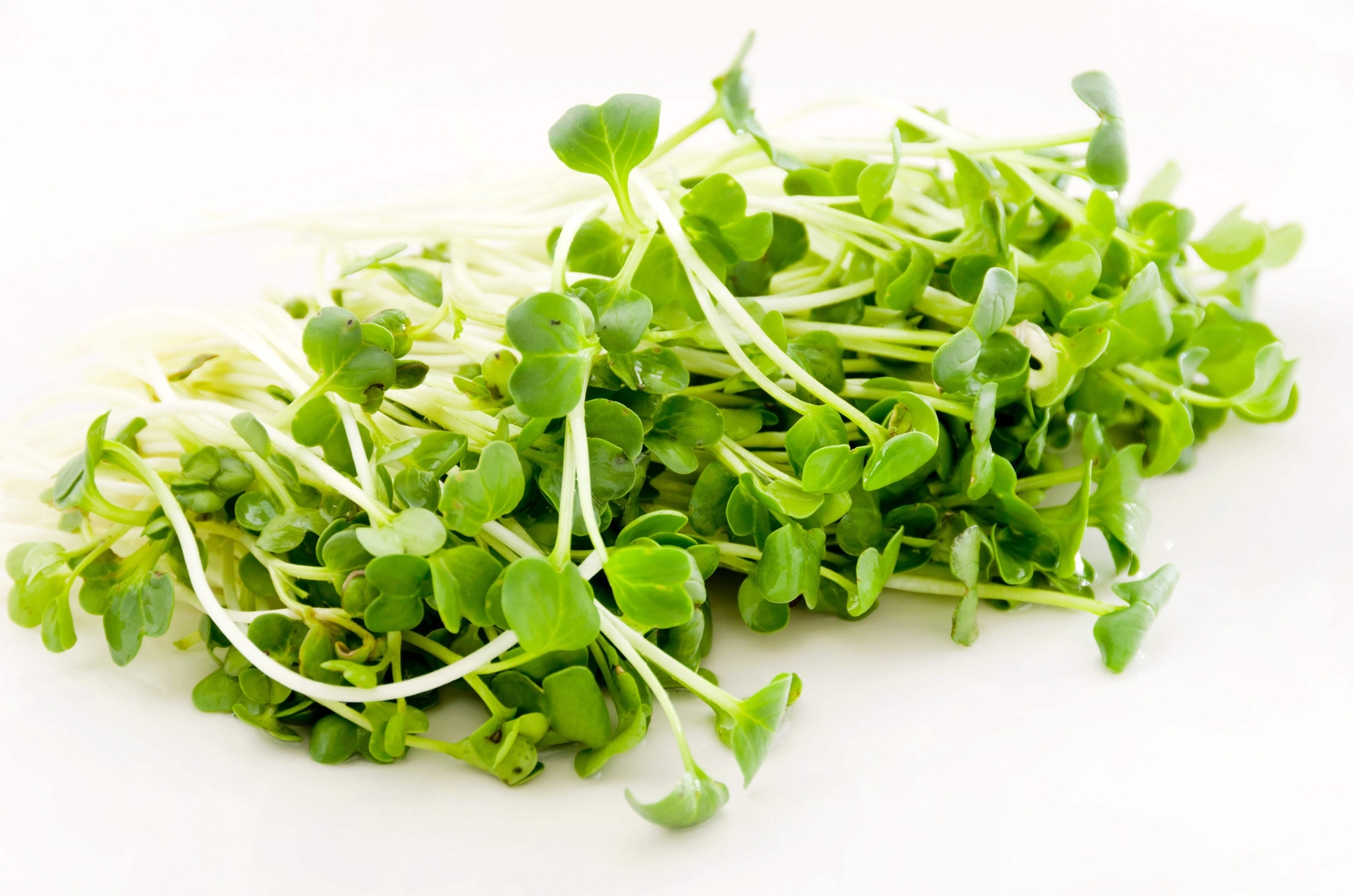 1250 WHITE ICICLE RADISH Raphanus Sativus Vegetable Seeds