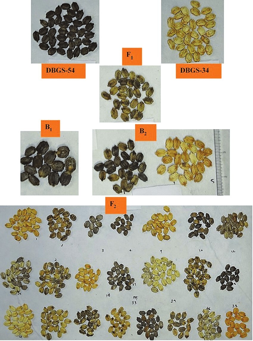 Higher Germination Cundeamor Blond Seeds Momordica Charantia 15 seeds Organic