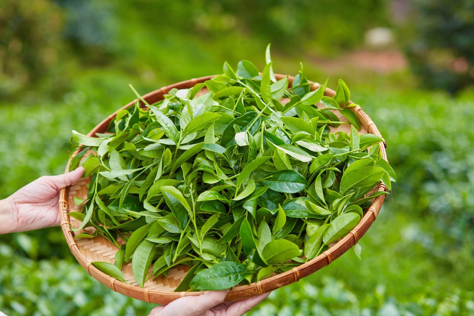 5 TEA PLANT Black & Green Drinking Tea Camellia Sinensis Tree Shrub Flower Seeds