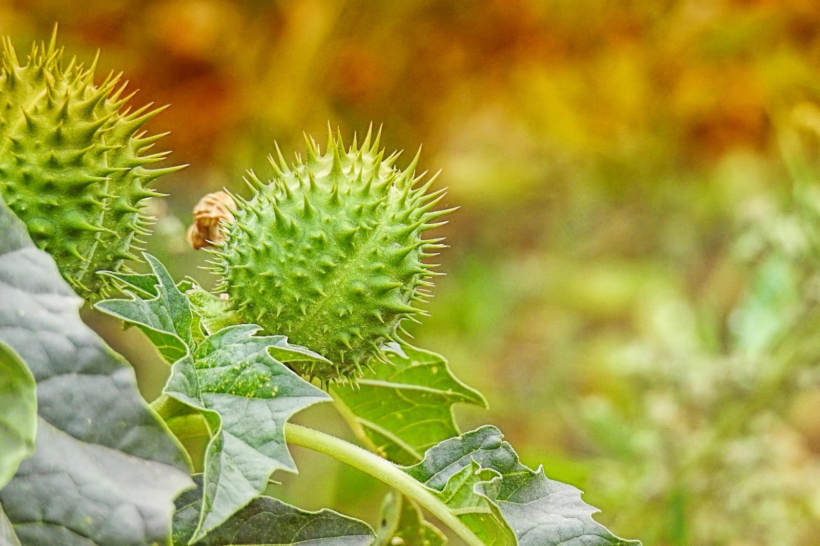 Datura Stramonium 50 Seeds, Jimson Weed, Thornapple, Devil’s Trumpet Wildcrafted