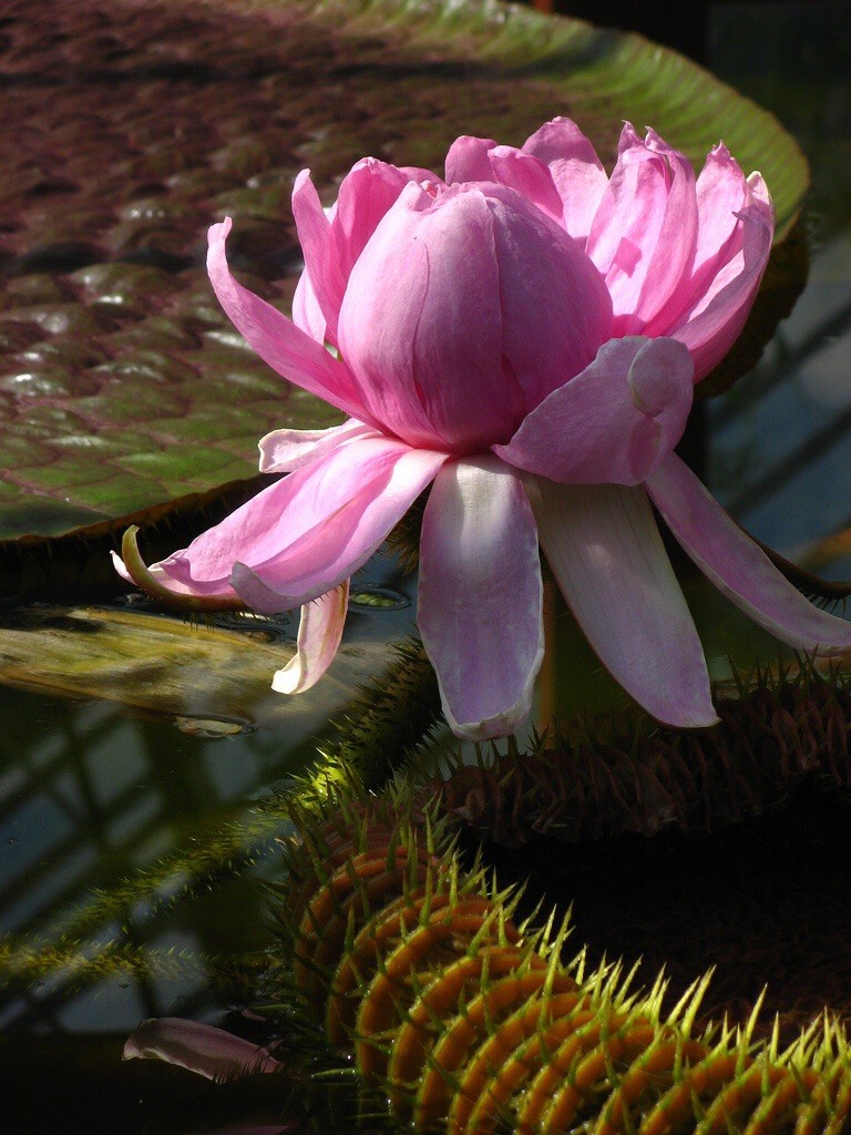 Victoria amazonica Giant Water Lily 5 Seeds