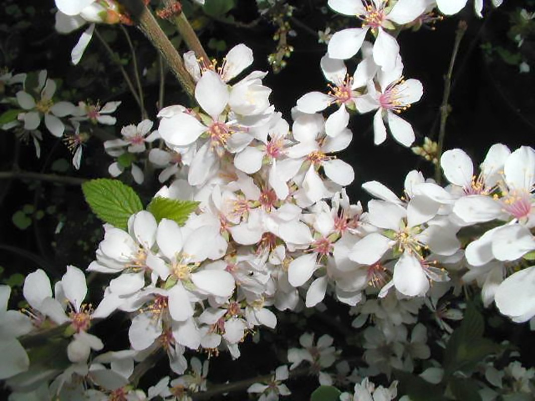 Nanking Bush Cherry, Prunus tomentosa, Shrub Seeds (Edible, Hardy, Fast)