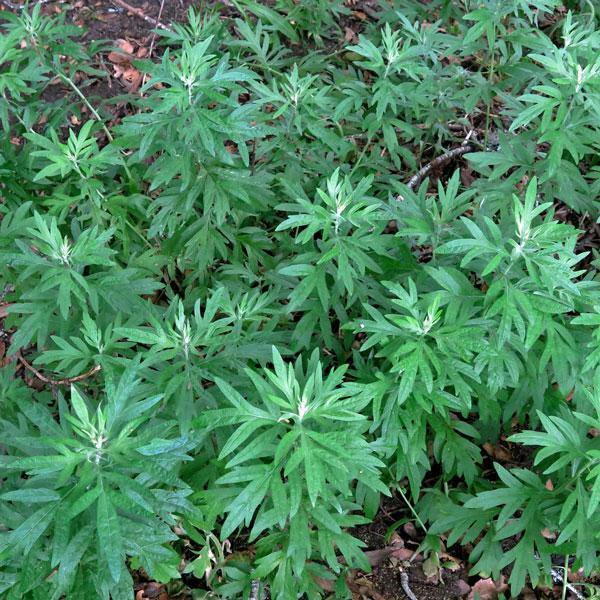 Artemisia douglasiana | California Mugwort | 50 Seeds