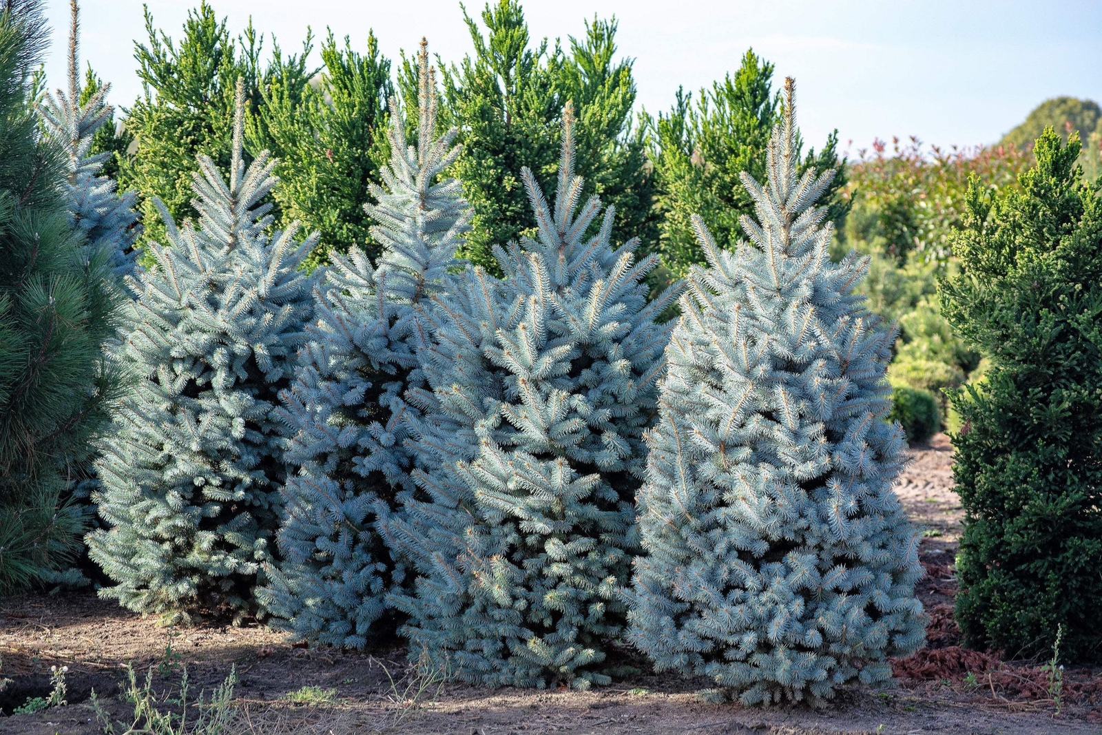 50 Colorado BLUE SPRUCE Tree Picea Pungens Glauca Christmas Tree Silver Seeds
