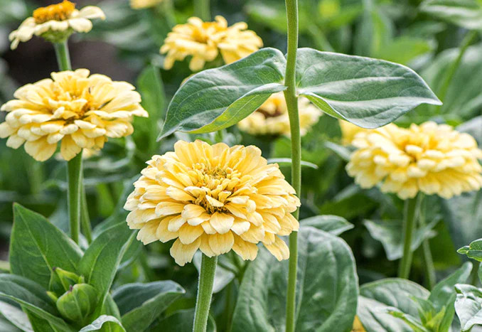 Isabellina Baby Yellow Zinnia Seeds – For 2025 Planting Lemon Queen Bright Sunny