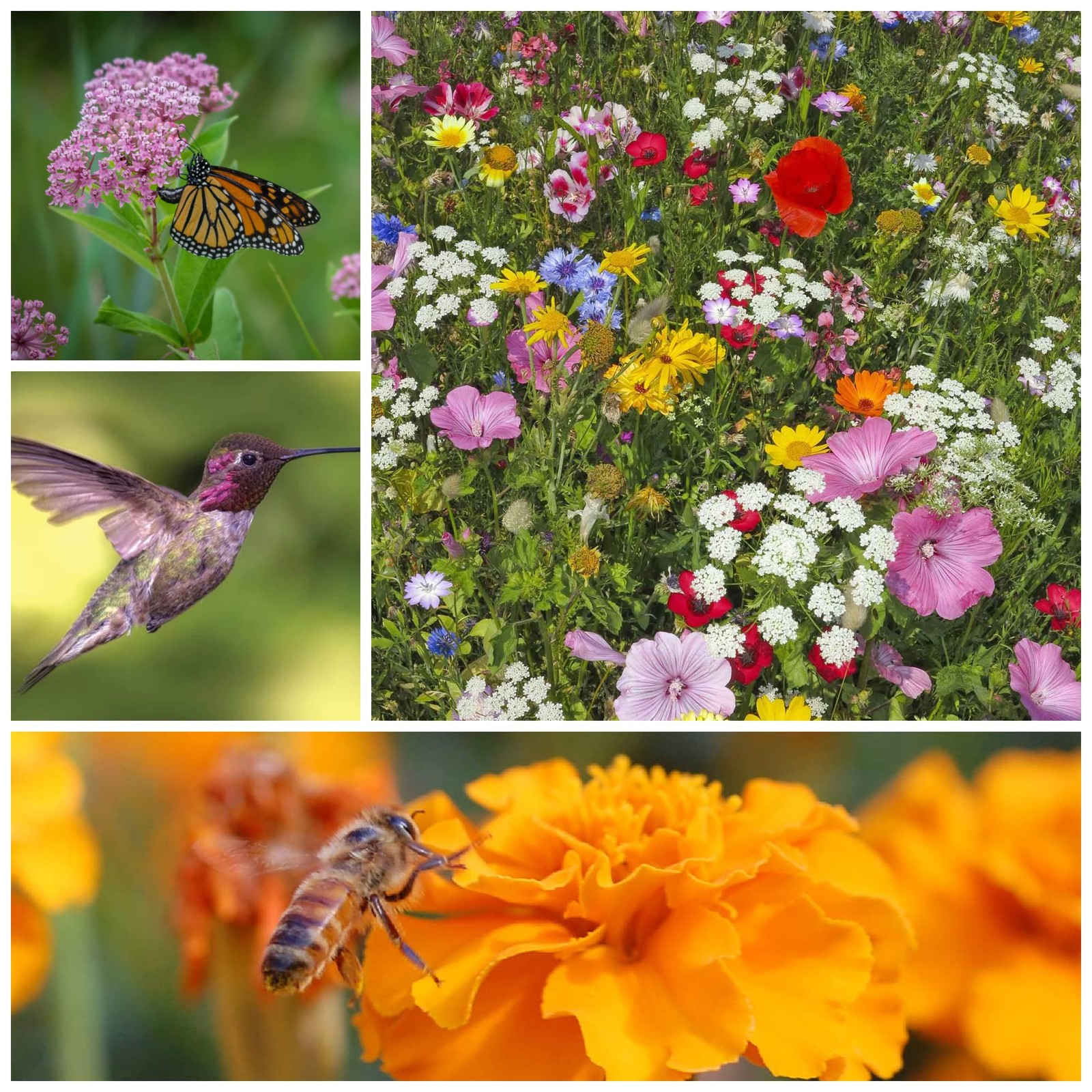 Wildflower Seeds Pollinator Collection – Includes 3 Premium Mixes: Save the B…