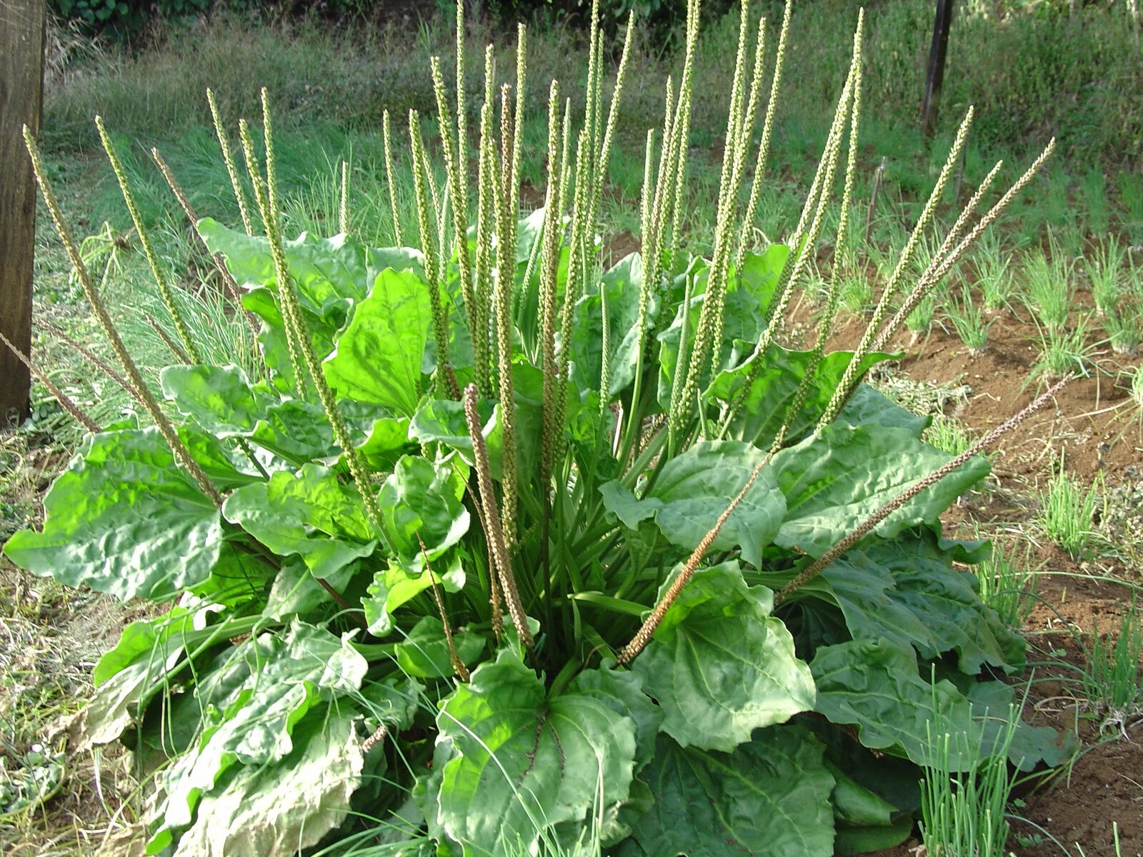 Plantain Seeds – Plantago major – Greater Broadleaf Plantain – Perennial Herb