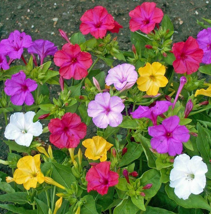 Four O’clock Seeds / Flower / Multicolor