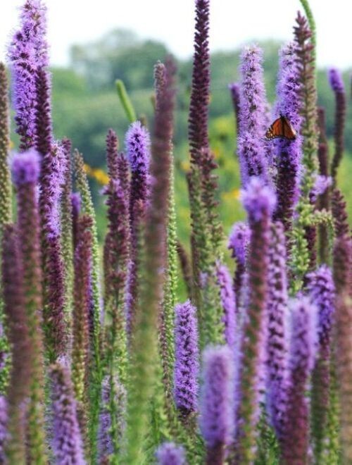 100+Prairie Blazing Star Seeds Snakeroot Thick-Spike Gayfeather Wildflower USA